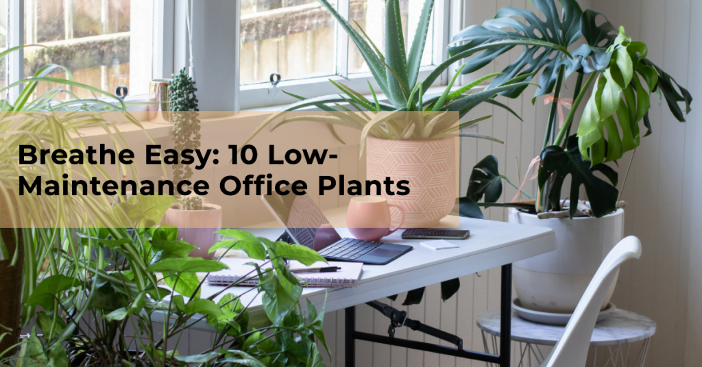 10-Low-Maintenance-Office-Plants-to-Combat-Indoor-Air-Pol